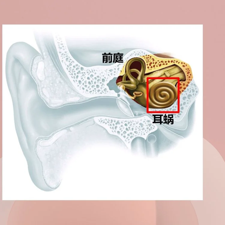 德国麦科诊断性听力计MA51进口电测听听力仪器