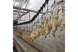 牲畜屠宰厂专用宰杀生产线智能计数器可接电脑和打印机